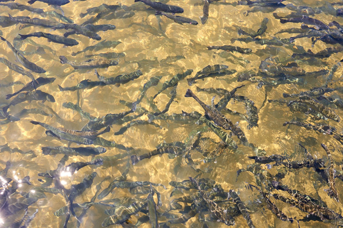 Case study from Brother Filtration